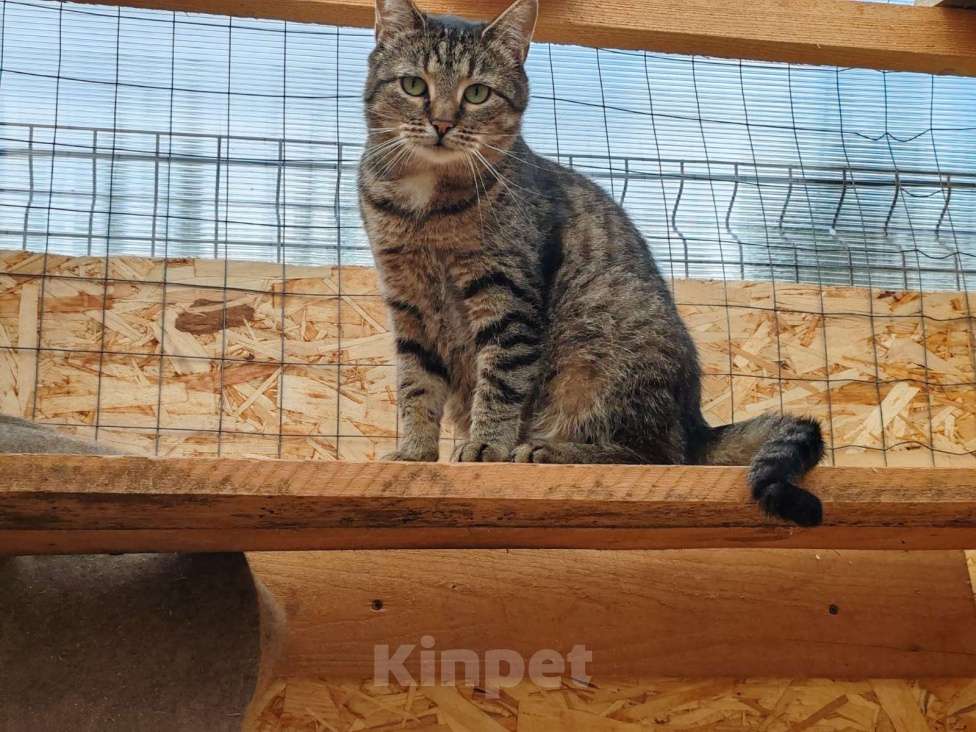 Кошки в Раменском: Отдаются бесплатно кошечка Плакса и кот Рыжик. Мальчик, Бесплатно - фото 7