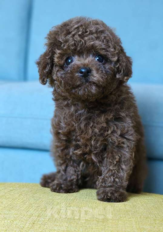 Собаки в Химках: Той-пудель мини Мальчик, 200 000 руб. - фото 1