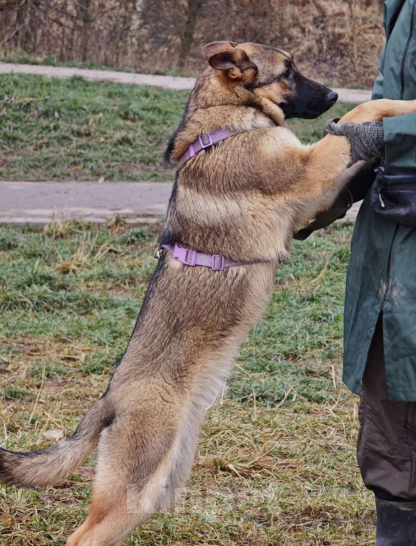 Собаки в Москве: Рада ищет семью Девочка, Бесплатно - фото 6