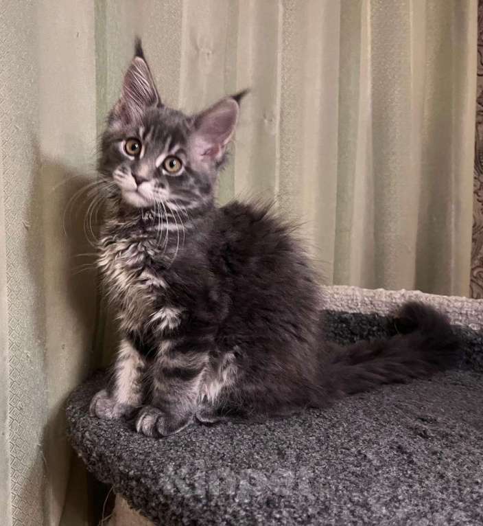 Кошки в Санкт-Петербурге: Продаю девочку от породистых родителей мейн-кун Девочка, 30 000 руб. - фото 2