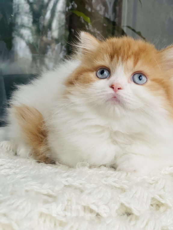 Кошки в Москве: Рыжая голубоглазая Девочка, 40 000 руб. - фото 2