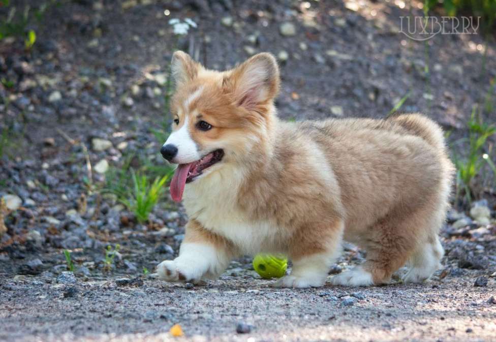 Собаки в Санкт-Петербурге: Вельш корги пемброк Мальчик, Бесплатно - фото 5