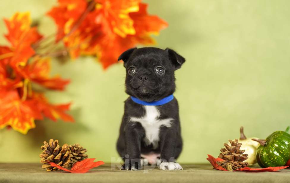 Собаки в Выборге: Мальчик чихуахуа гладкошерстный Мальчик, 45 000 руб. - фото 2