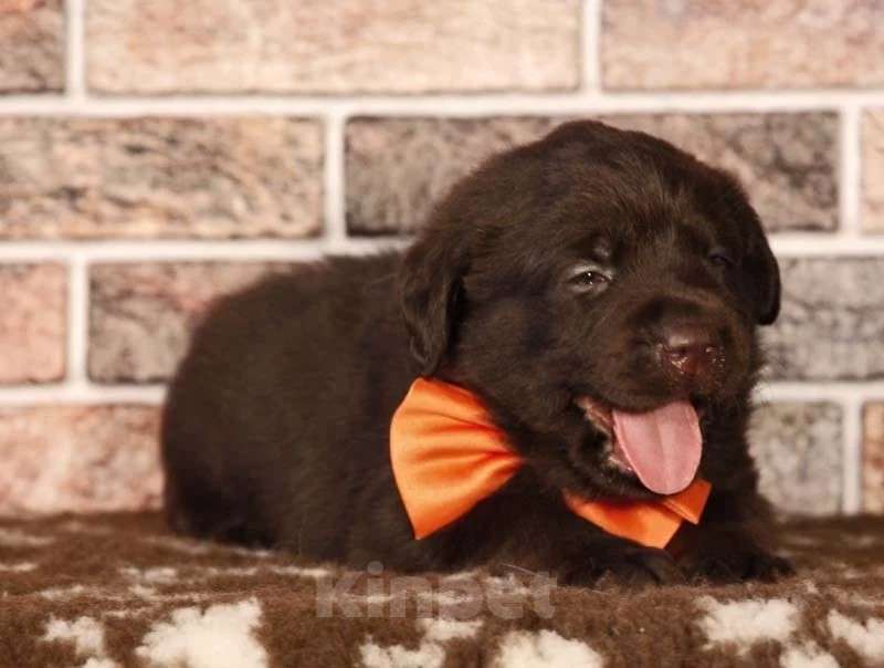 Собаки в Москве: Шоколадные щенки лабрадора ретривера Девочка, 50 000 руб. - фото 1