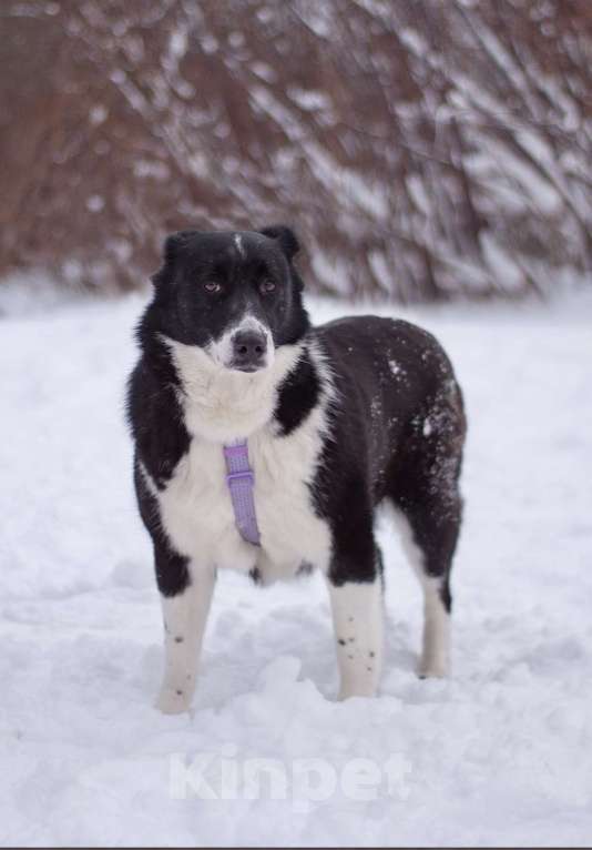 Собаки в Москве: Умная и послушная Сона в поиска дома Девочка, Бесплатно - фото 5