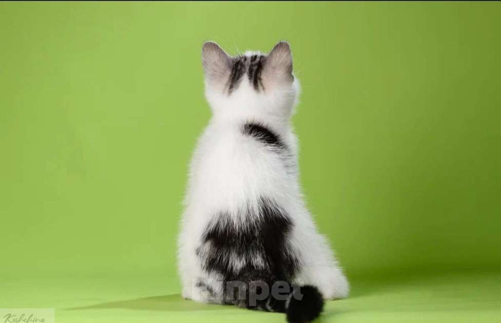 Кошки в Москве: Шотландский нарядный мальчик Мальчик, 30 000 руб. - фото 1