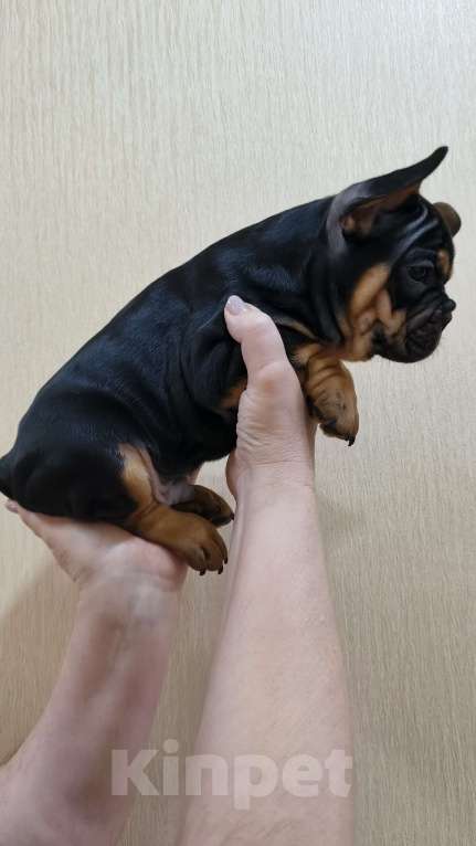 Собаки в Белореченске: Французский бульдог Мальчик, Бесплатно - фото 4