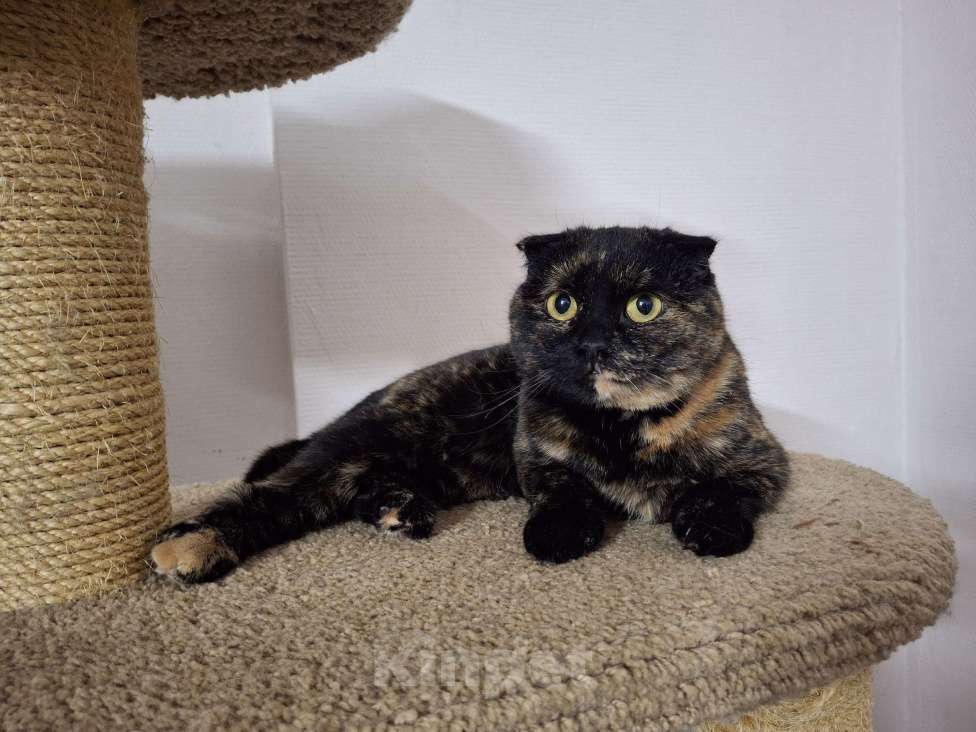 Кошки в Ижевске: кошка в добрые руки Девочка, Бесплатно - фото 4