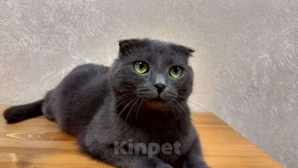 Кошки в Королеве: графиня Лопухина ищет дом Девочка, Бесплатно - фото 6