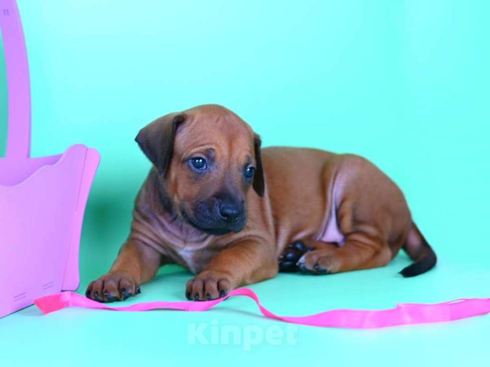 Собаки в Москве: Нежная девочка родезийского риджбека Девочка, 30 000 руб. - фото 5