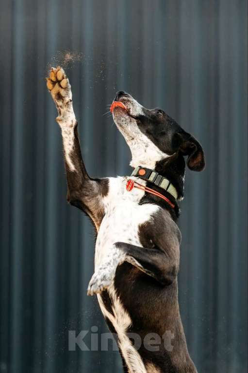 Собаки в Москве: Цирковой пёс Барни в добрые руки Мальчик, 1 руб. - фото 9