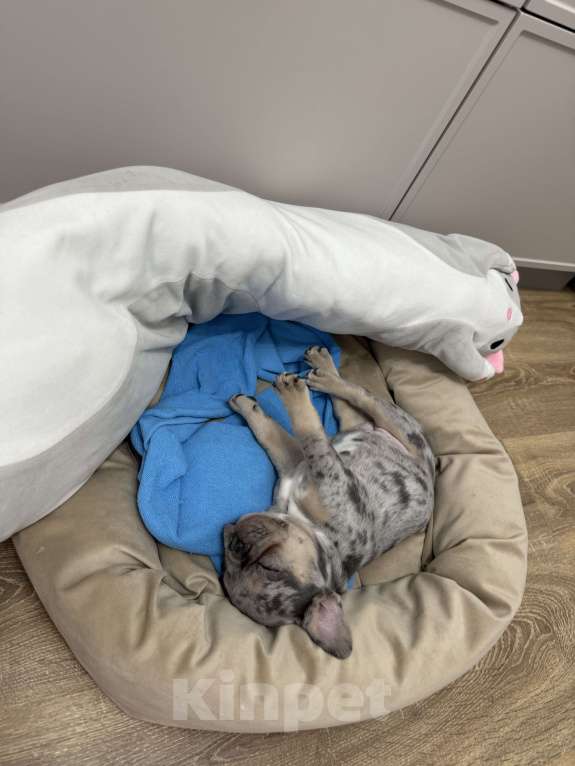 Собаки в Краснодаре: Французский бульдог Девочка, 40 000 руб. - фото 3