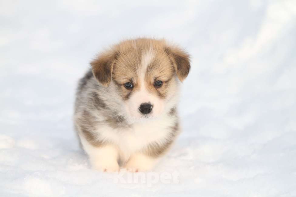 Собаки в Москве: Вельш корги пемброк Мальчик, 60 000 руб. - фото 5