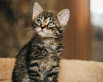 Кошки в Краснодаре: Котятки в добрые ручки Девочка, Бесплатно - фото 1