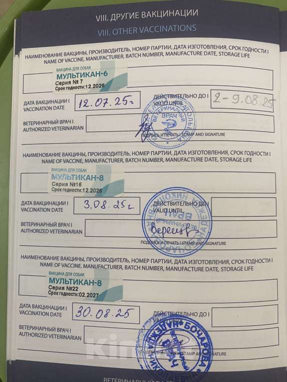 Собаки в Липецке: Щенок Корги Пемброк  Девочка, 50 000 руб. - фото 9