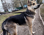 Собаки в Москве: Джокер в добрые руки Мальчик, Бесплатно - фото 5