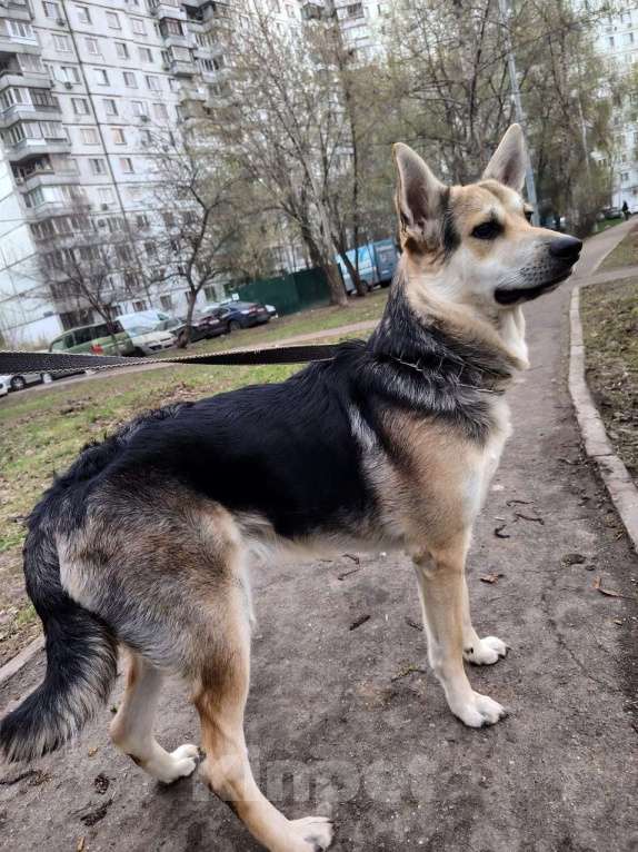 Собаки в Москве: Джокер в добрые руки Мальчик, Бесплатно - фото 5