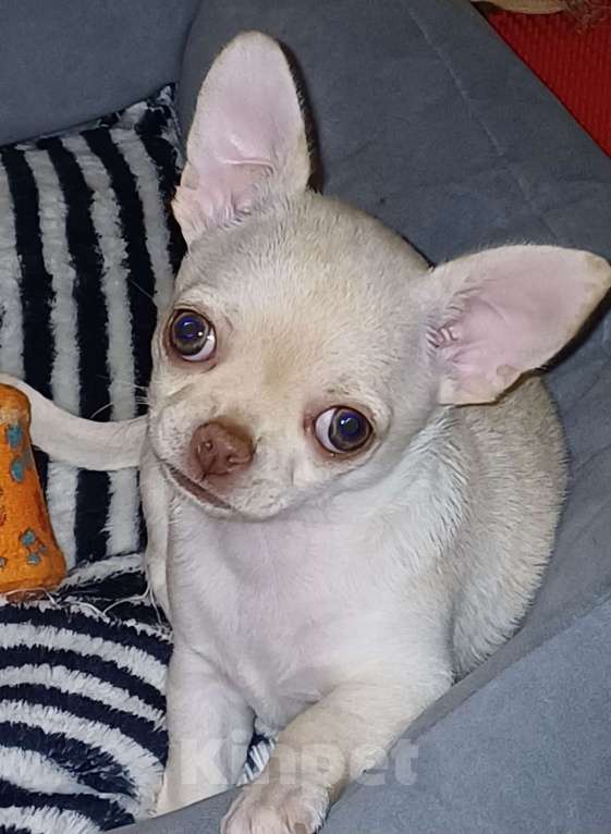 Собаки в Санкт-Петербурге: Классная девченка Девочка, 30 000 руб. - фото 2