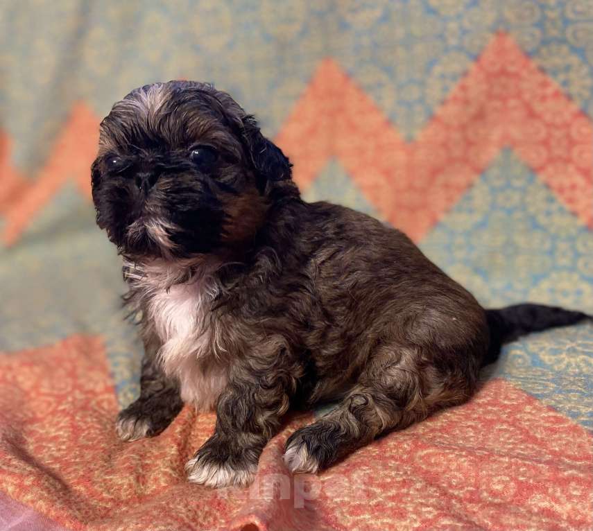 Собаки в Санкт-Петербурге: Великолепный золотой мальчик ши тцу  Мальчик, 35 000 руб. - фото 7