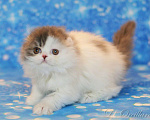 Кошки в Ярославле: Шотландская вислоухая длинношерстная девочка Девочка, 50 000 руб. - фото 2
