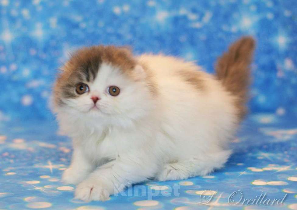 Кошки в Ярославле: Шотландская вислоухая длинношерстная девочка Девочка, 50 000 руб. - фото 2