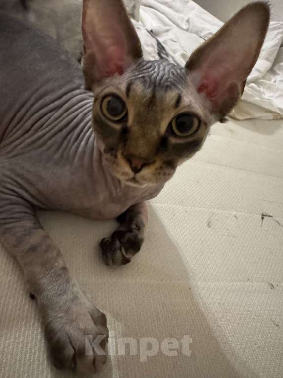 Кошки в Москве: Зовут Микки Мальчик, 15 000 руб. - фото 2