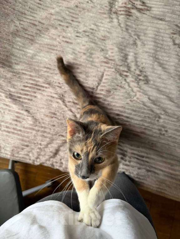 Кошки в Москве: Кошечка ищет любящий дом Девочка, Бесплатно - фото 6