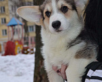Собаки в Москве: Щенки Вельш Корги Пемброк  Мальчик, 50 000 руб. - фото 4