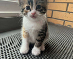Кошки в Вологде: Отдадим котёнка в добрые руки! Девочка, Бесплатно - фото 1