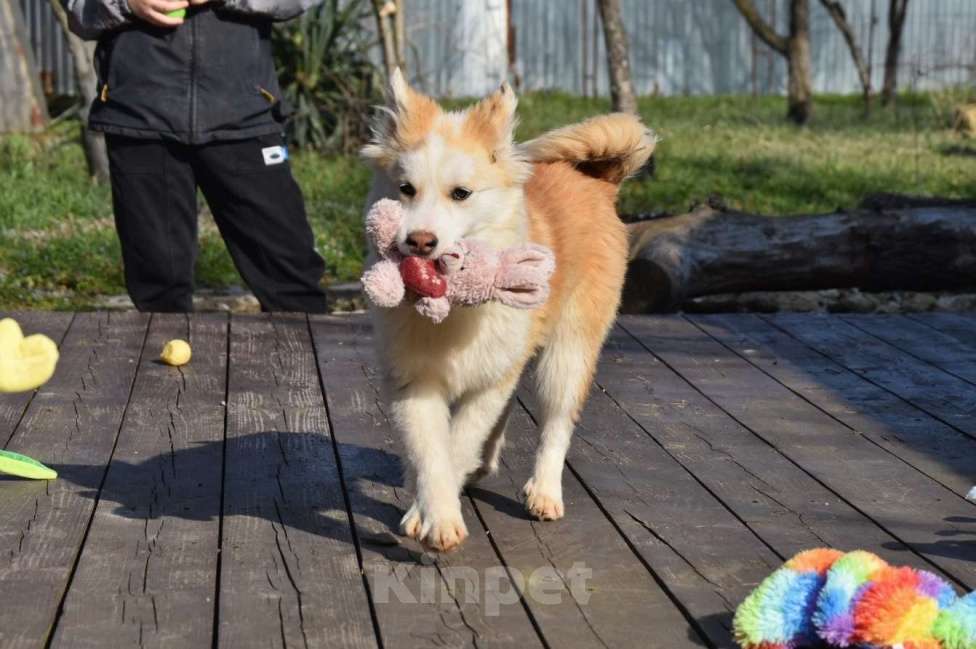 Собаки в Москве: Ненецкая оленегонная лайка, кобель Жгучий перчик. Мальчик, 60 000 руб. - фото 6