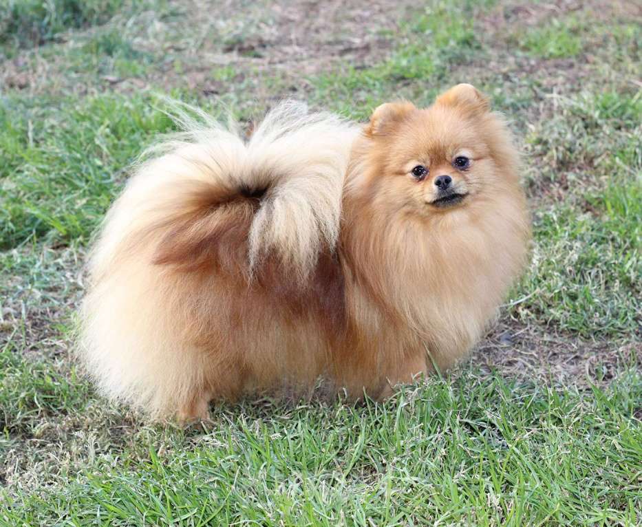 Собаки в Кемерово: Подрощенные щенки померанского шпица Девочка, Бесплатно - фото 3