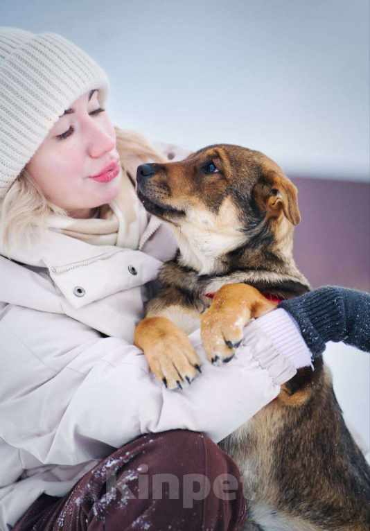 Собаки в Москве: Эльза тянется к человеку...Где ты? Девочка, Бесплатно - фото 7