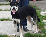 Собаки в Москве: Кекс в поисках своей родной семьи  Мальчик, Бесплатно - фото 2