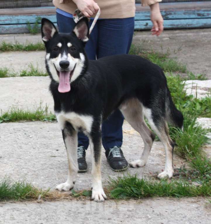 Собаки в Москве: Кекс в поисках своей родной семьи  Мальчик, Бесплатно - фото 2