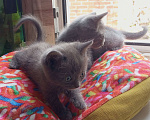 Кошки в Майкопе: отдаю котят в добрые руки Девочка, Бесплатно - фото 4