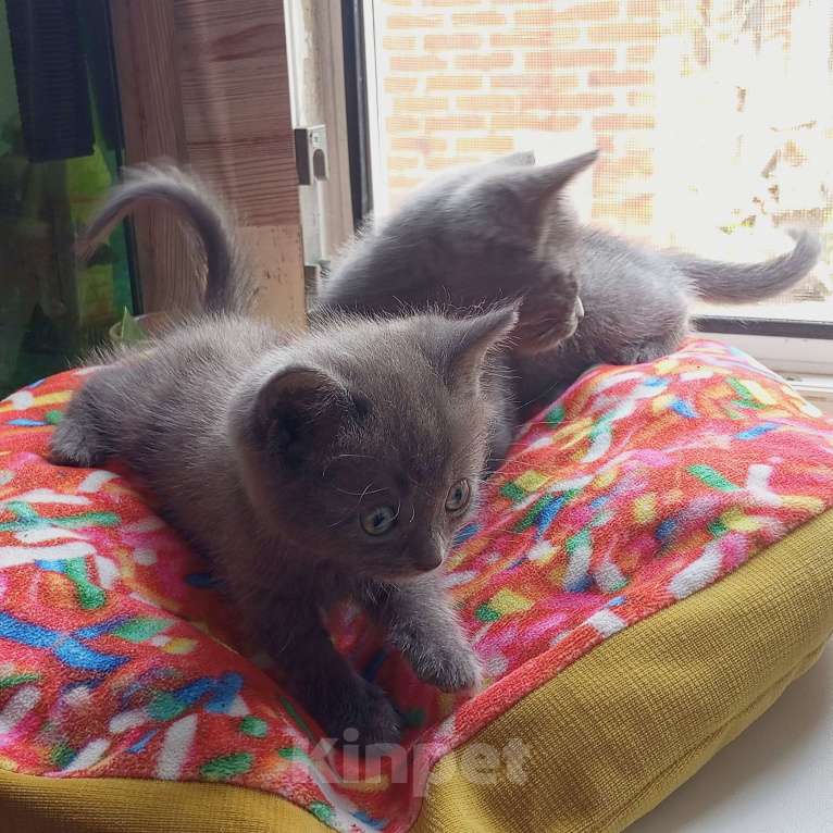 Кошки в Майкопе: отдаю котят в добрые руки Девочка, Бесплатно - фото 4