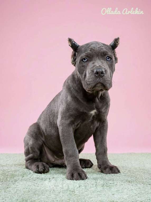 Собаки в Москве: Шикарная серая красота. Девочка, 100 000 руб. - фото 4