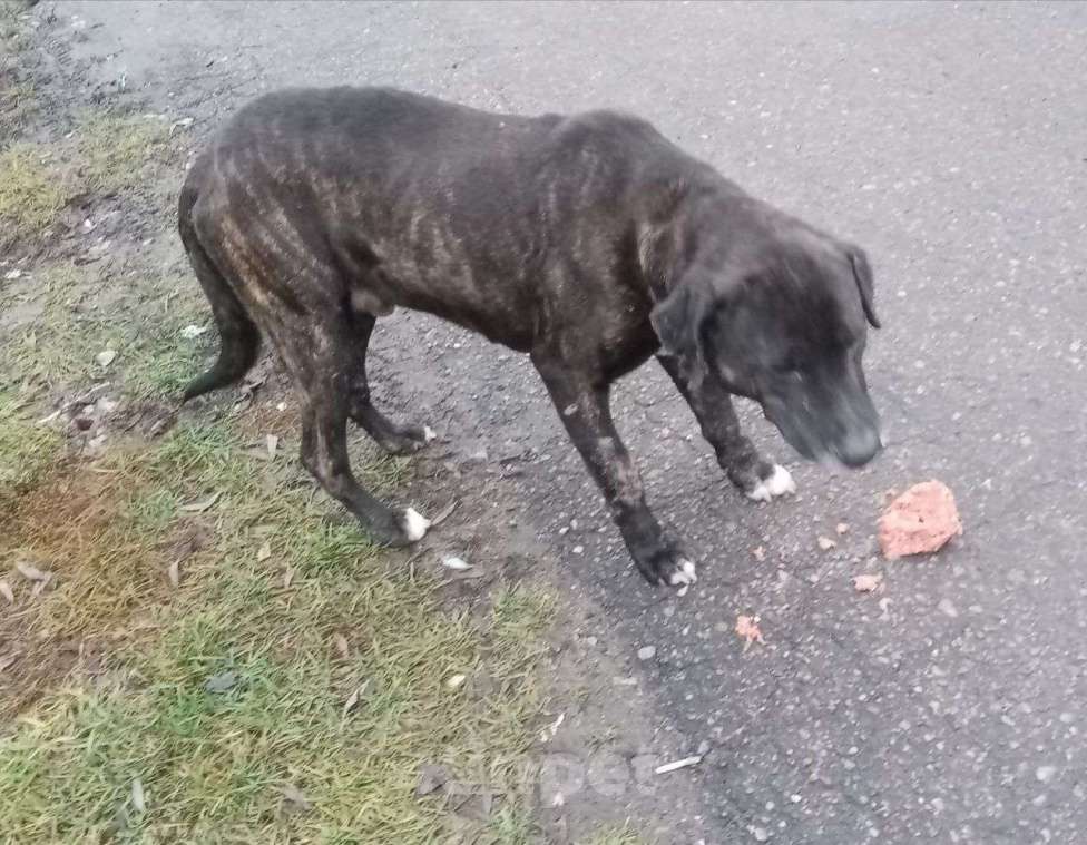 Собаки в Москве: собака (пес) Макс ищет дом Мальчик, Бесплатно - фото 7
