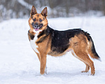 Собаки в Солнечногорске: Компактная собачка в добрые руки Девочка, Бесплатно - фото 1
