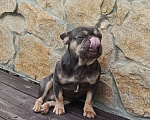 Собаки в Тюмени: Французский бульдог взрослый мальчик Мальчик, Бесплатно - фото 2
