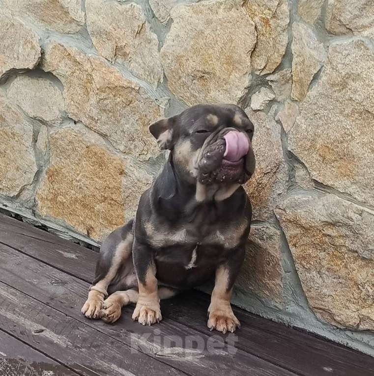 Собаки в Тюмени: Французский бульдог взрослый мальчик Мальчик, Бесплатно - фото 2