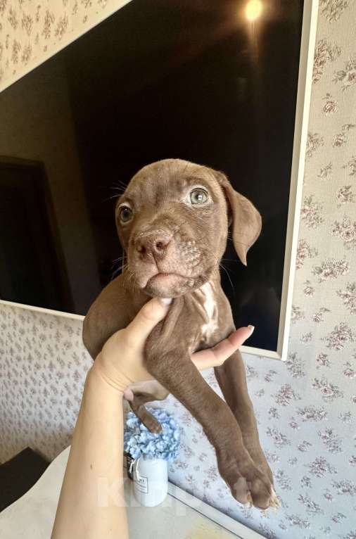 Собаки в других городах Ленинградской области: Щеночки питбуля  Девочка, 30 000 руб. - фото 7