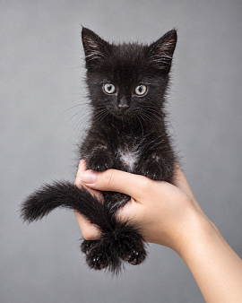 Котенок в добрые руки