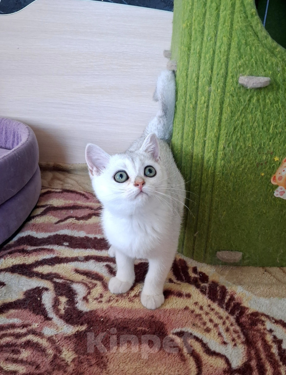 Кошки в Белгороде: Шотландская серебристая Девочка, 15 000 руб. - фото 3