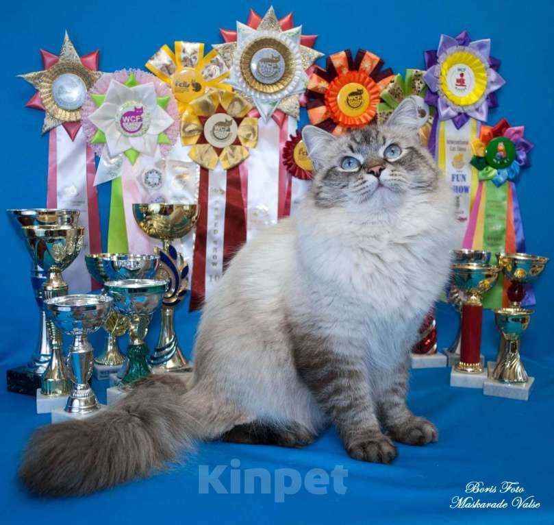 Кошки в Москве: Невский маскарадный кот на вязку Мальчик, 20 000 руб. - фото 2