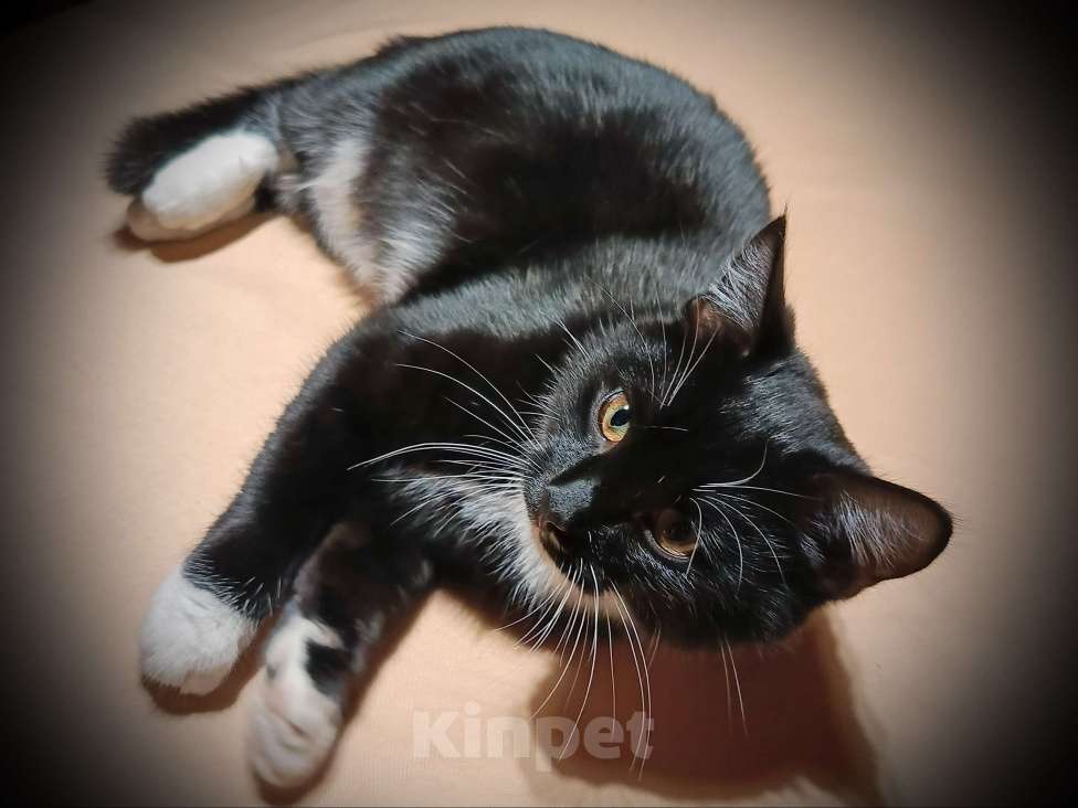 Кошки в Москве: Котенок Тимошка, в добрые руки Мальчик, 1 руб. - фото 1