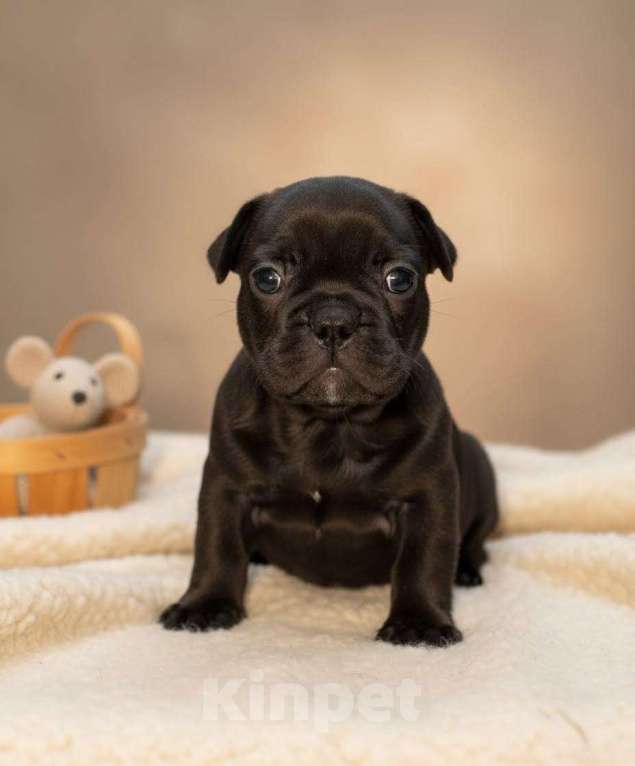 Собаки в Волжском: Французский бульдог щенки Мальчик, Бесплатно - фото 7