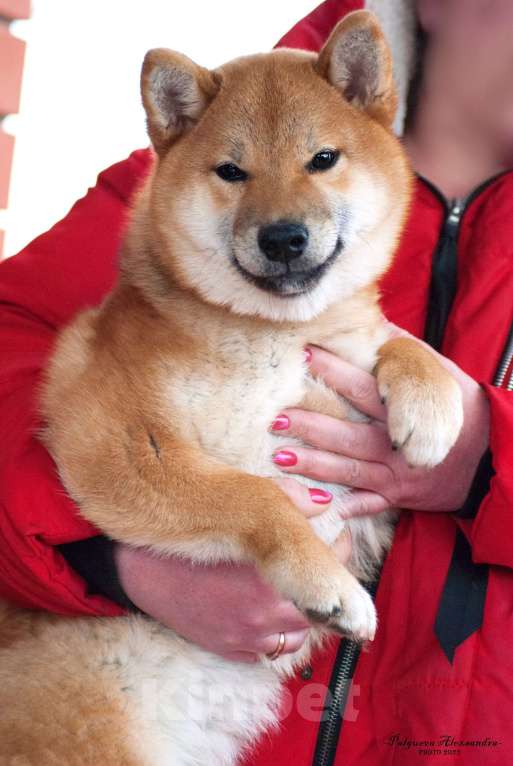 Собаки в Санкт-Петербурге: Сиба ину щенки девочка с документами РКФ Девочка, Бесплатно - фото 6