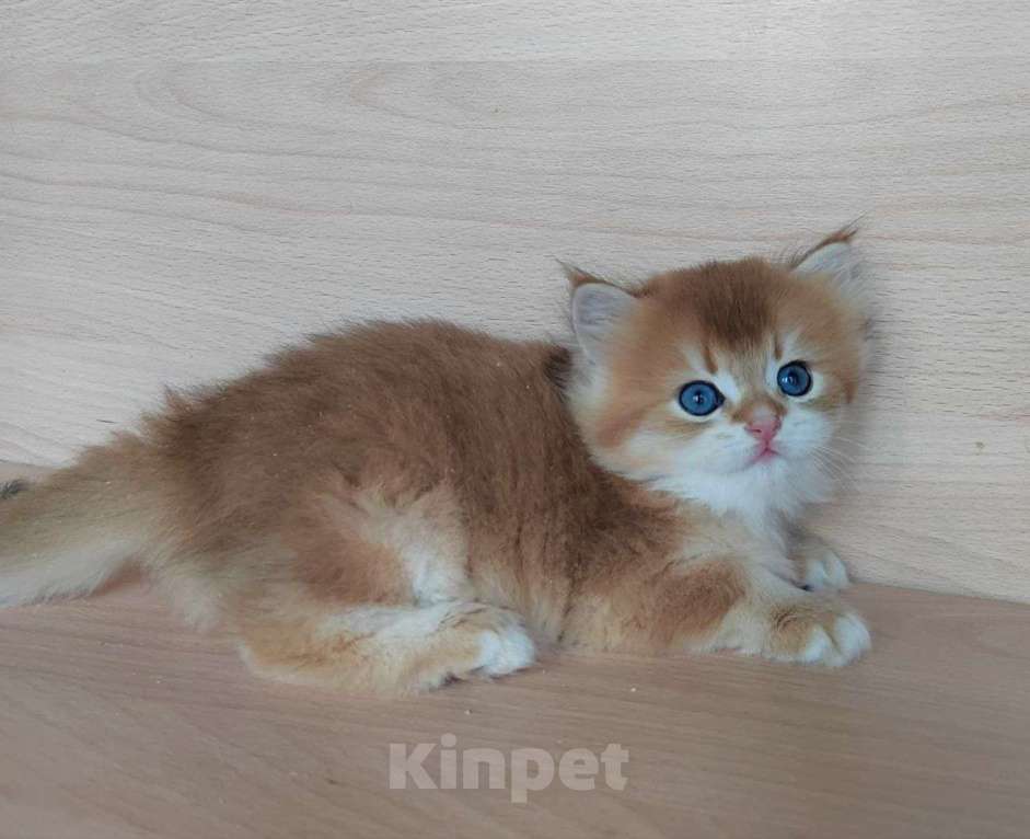 Кошки в Москве: Британские мальчишки Мальчик, 35 000 руб. - фото 2