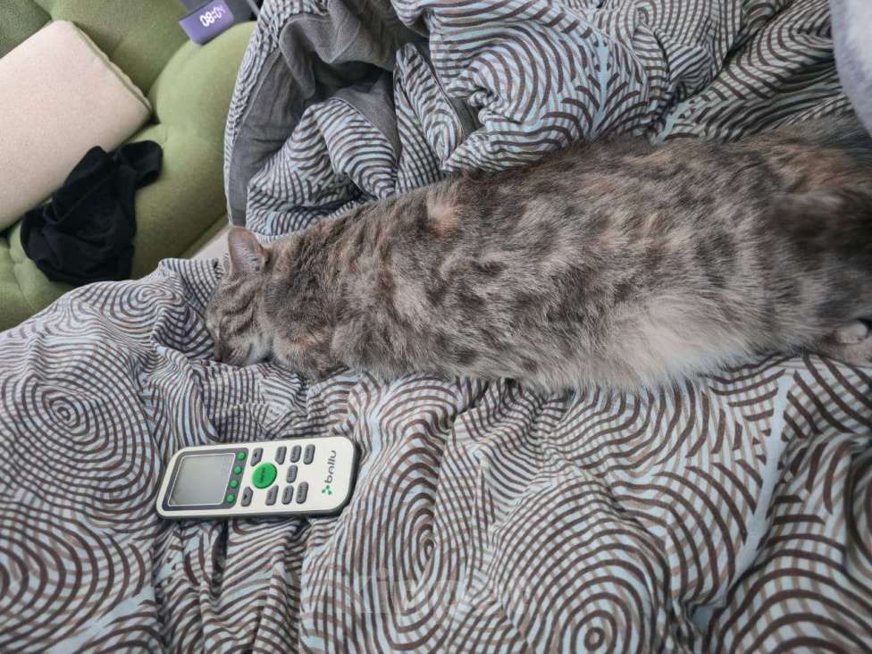 Кошки в Курганинске: Пропала кошка в г.Курганинск Девочка, 1 000 руб. - фото 4